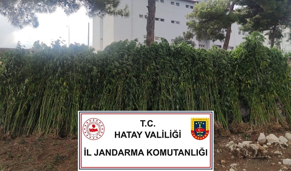 12-bin-878-kok-hint-keneviri-ele-gecirildi
