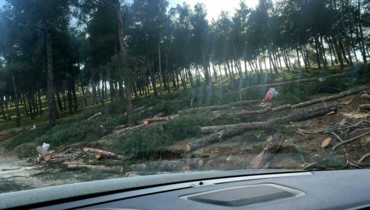 Kırıkhan Mesire Alanı’nda Kesim Tartışmasına Açıklık Getirildi
