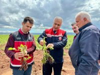 Patates Soğan Tarlasına İnceleme