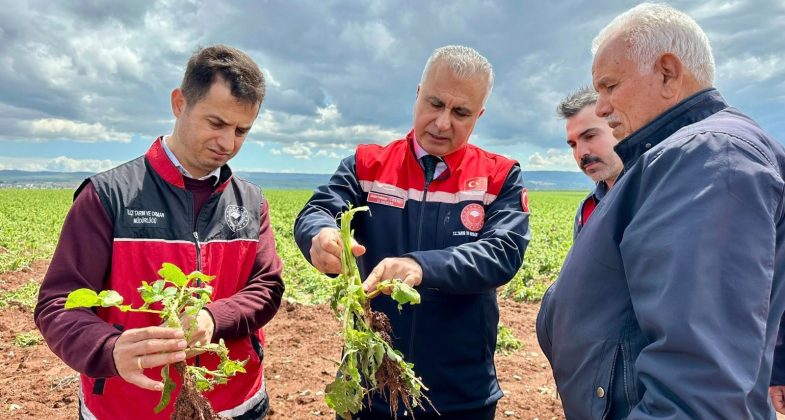 Patates Soğan Tarlasına İnceleme