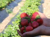 Altınözü’nde Çilek Zamanı: Çileğini Tarladan Kendin Topla