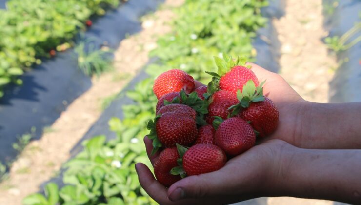 Altınözü’nde Çilek Zamanı: Çileğini Tarladan Kendin Topla