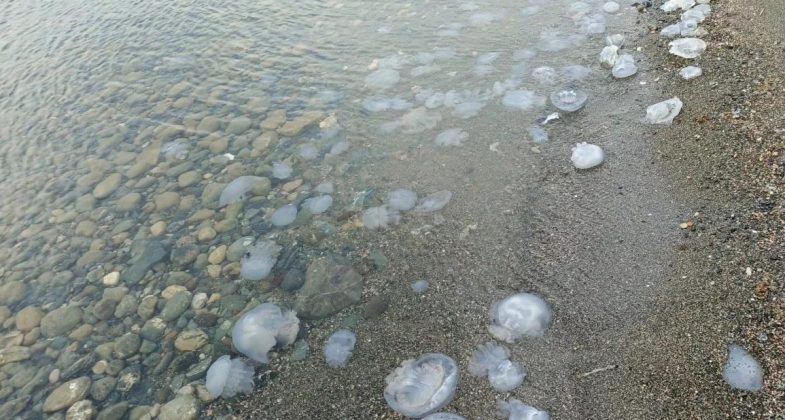 İSTE’den İskenderun Körfezi’nde Denizanası Yoğunluğu İncelemesi