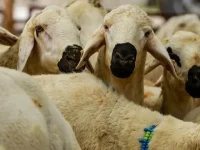 Hatay’da 2026 Yılı Küçükbaş Kurbanlık Fiyatları Açıklandı