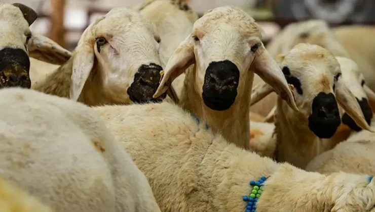 Hatay’da 2026 Yılı Küçükbaş Kurbanlık Fiyatları Açıklandı