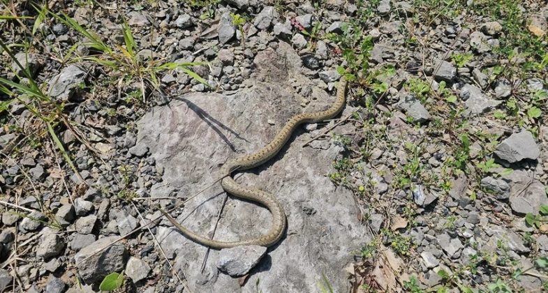 Samandağ’da Denizden Çıkan Yılan Mahallede Panik Yarattı