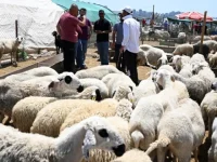 Kurbanlık Fiyatlarını, ‘Kurbanlık Fiyat Tespit Komisyonu’ Belirledi