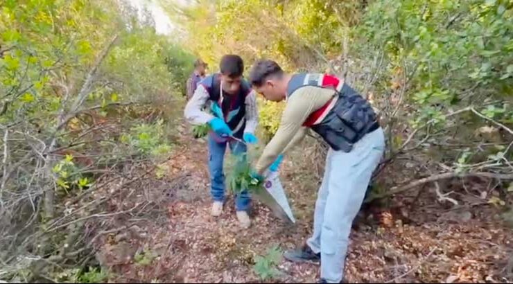 Jandarma’dan Samandağ’da Kenevir Operasyonu: 195 Kök Bitki Ele Geçirildi