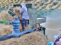Patozla Asırlık Buğday Harmanı Geleneği Yaşatılıyor