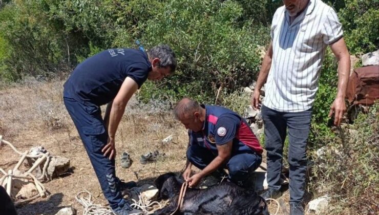 Kuyuya Düşen Keçi İtfaiye Ekiplerince Kurtarıldı