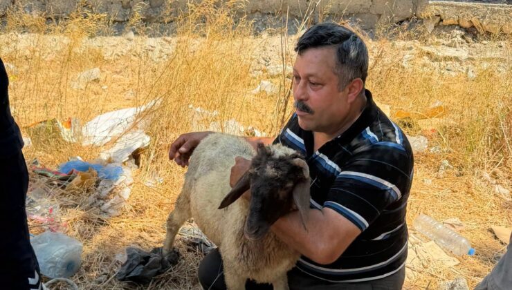 Kuyuya Düşen İki Koyun İtfaiye Ekiplerince Kurtarıldı