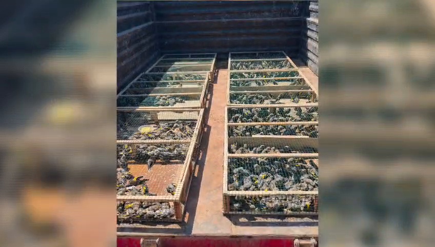 2 Bin 114 Saka Kuşu Jandarma Ekiplerince Doğaya Salındı
