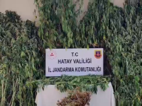 Kenevir Ekimi Yapılan Araziye Baskın!