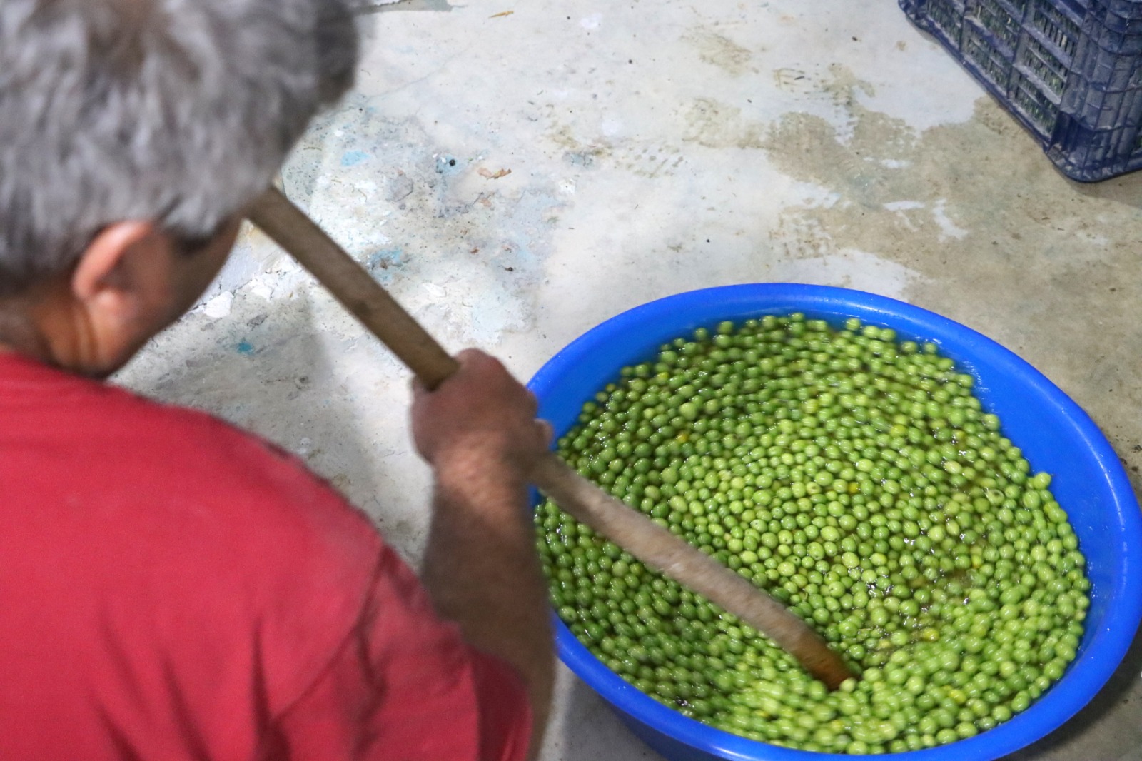 Halhalı Zeytin Lezzeti İçin Zahmetli Mesai