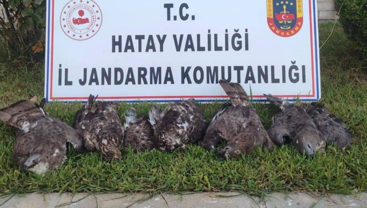 Antakya’da 7 Arı Şahini Avlayan Kişiye 1,3 Milyon Liralık Ceza!