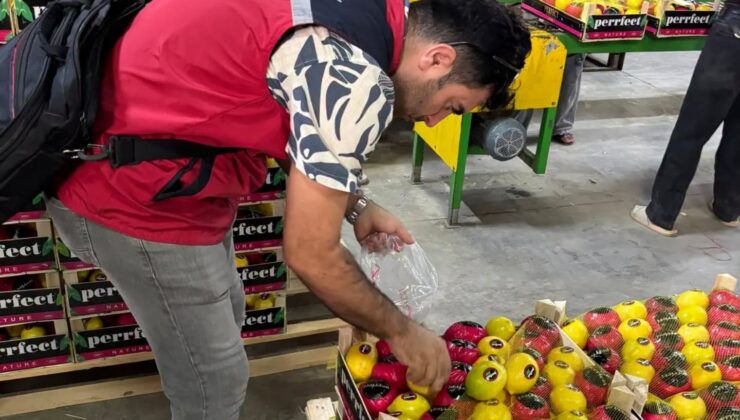 Hatay’da İhracatlık ‘Mayer Limonu’na Pestisit Denetimi!