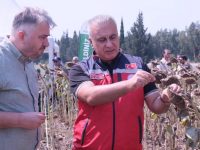 Ayçiçeği Tarlalarında Hasat Sevinci