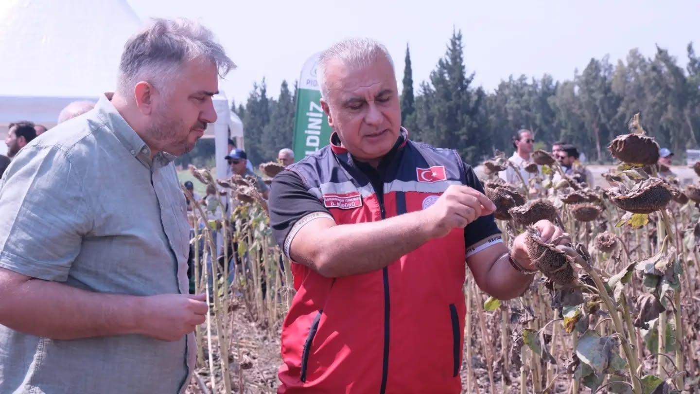 Ayçiçeği Tarlalarında Hasat Sevinci