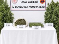Ormanlık Alanda Kenevir Tarlası Kuran Zanlı Tutuklandı!