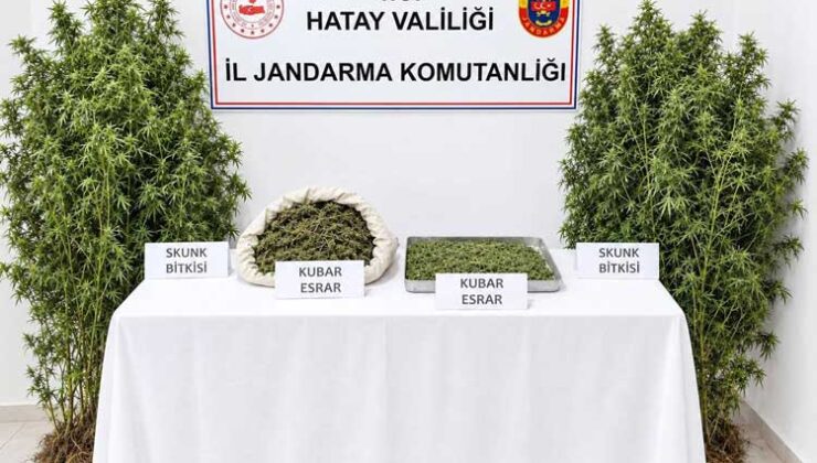 Ormanlık Alanda Kenevir Tarlası Kuran Zanlı Tutuklandı!