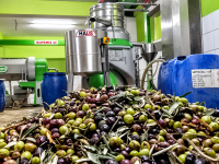 Altınözü Zeytin Fabrikalarında Bereket Mesaisi